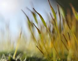 Membangun Ruang Hidup yang Selaras dengan Alam untuk Menjaga Ketenangan Batin